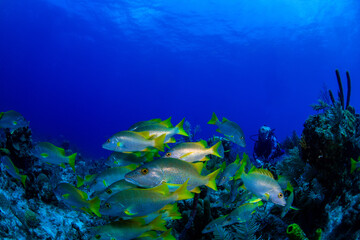 Naklejka na ściany i meble School master fish swimming over the reef 