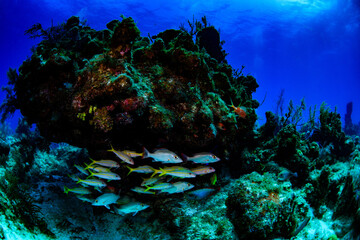 Fish swimming under the overhang of the reef 