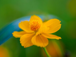 黄花コスモスが満開になる