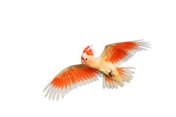 Beautiful of Major Mitchell's Cockatoo flying isolated on transparent background png file