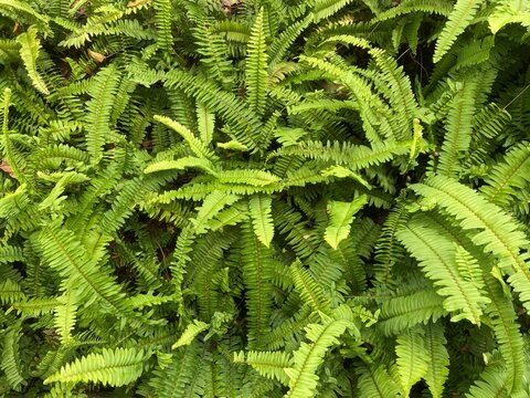Beautiful fern green leaves decorated on the garden.