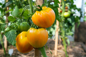 Red, ripe and green large tomatoes on a bush in a greenhouse. Tomatoes in a greenhouse. Plantation of tomatoes. Organic farming, growth of young tomato plants in a greenhouse.