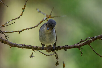 a female little pied flycatcher Ficedula westermanni on a mossy branch, natural bokeh background