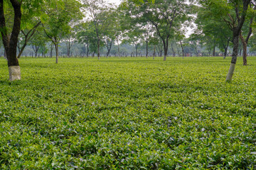 Beautiful tea garden with few tall trees and lovely the sky.