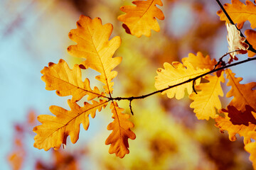 Concept of leaf fall, yellow bright oak leaves on background of autumn forest