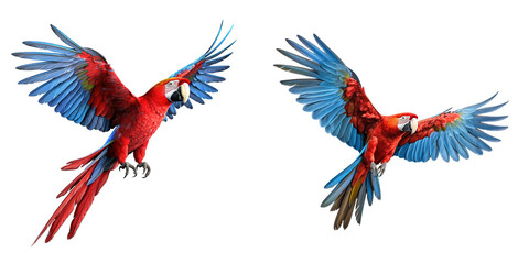 Scarlet macaw parrot flying isolated on transparent background Generative AI - obrazy, fototapety, plakaty
