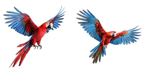 Fototapeten Scarlet macaw parrot flying isolated on transparent background Generative AI © epicraw
