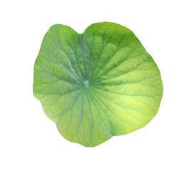 Close up green leaf of lotus or water lily tree isolated on transparent background. Top view of green leaves.