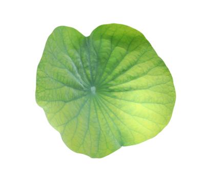 Close up green leaf of lotus or water lily tree isolated on transparent background. Top view of green leaves.