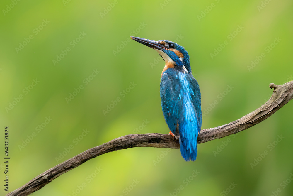 Poster european kingfisher ( alcedo atthis ) close up