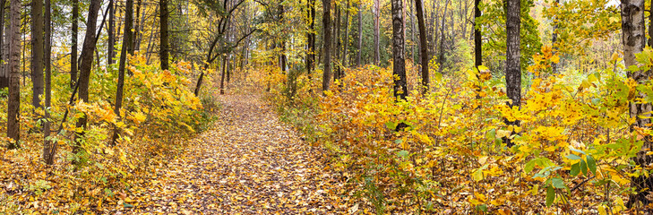 road covered with fallen dry leaves in autumn forest among trees with golden foliage