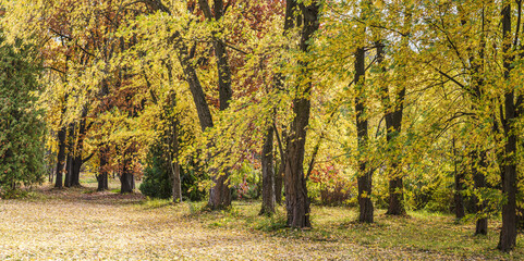beautiful maple trees with colorful yellow foliage. panorama of autumn park.
