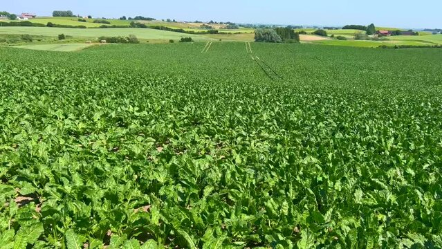 Field with sugar Beet (Beta vulgaris) in the landscape at Ystad, Scania, Sweden, Scandinavia, Europe