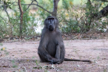 Chacma baboon behavior isolated in the Kruger National Park in South Africa