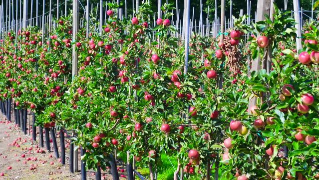 Apple plantation of Discovery apples in Oesterlen fruit district, Kivik, Scania, Sweden, Scandinavia, Europe