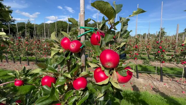 Apple plantation of Discovery apples in Oesterlen fruit district, Kivik, Scania, Sweden, Scandinavia, Europe