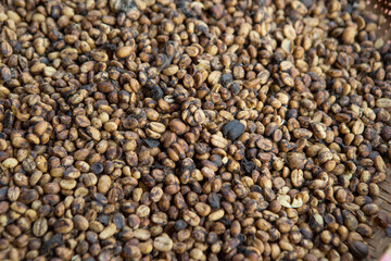 Kopi luwak or civet coffee, Coffee beans excreted by the civet	