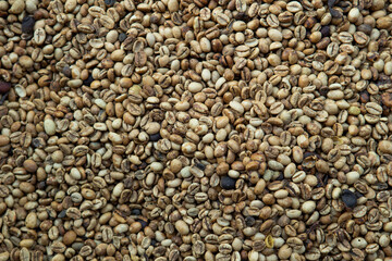 Kopi luwak or civet coffee, Coffee beans excreted by the civet	