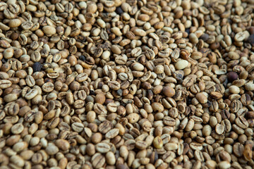 Kopi luwak or civet coffee, Coffee beans excreted by the civet	