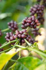 coffee beans on the tree ready to be harvested	