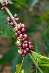 Coffee bean on coffee tree in Cafe Plantation