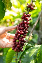 coffee beans on the tree ready to be harvested	
