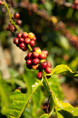 coffee beans on the tree ready to be harvested	