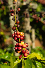 coffee beans on the tree ready to be harvested	
