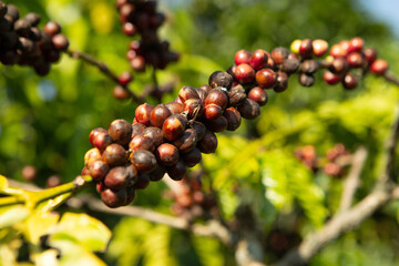 coffee beans on the tree ready to be harvested	