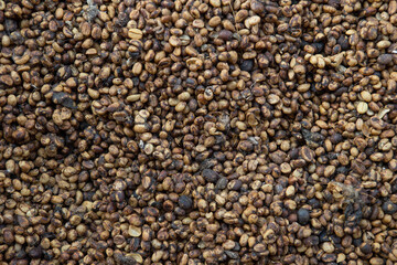 Kopi luwak or civet coffee, Coffee beans excreted by the civet	
