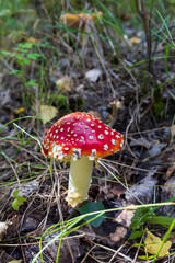 Close-up picture of a Amanita poisonous mushroom in nature