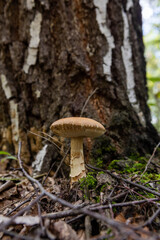Mushrooms cut in the woods. Mushroom boletus edilus. Popular white Boletus mushrooms in forest.