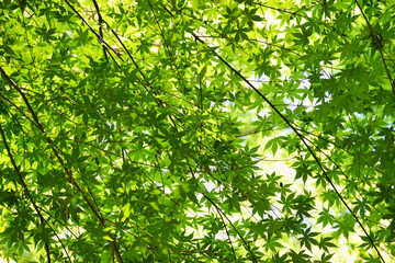Fototapeta na wymiar 鎌倉（日本）　美しい青もみじ（青モミジ）　コピースペースあり　背景素材 Kamakura（Japan）Beautiful green maple with copy space background material