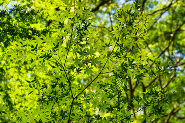 Fototapeta na wymiar 鎌倉の美しい青モミジ Beautiful green maple trees in Kamakura,Japan