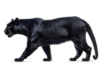 Animal Black panther isolate on white background - obrazy, fototapety, plakaty