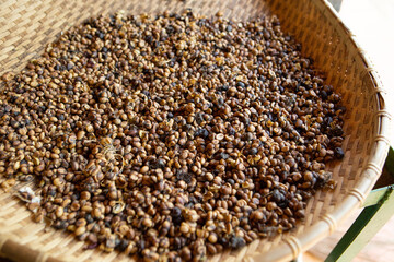 Kopi luwak or civet coffee, Coffee beans excreted by the civet	