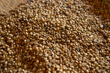Obraz premium Kopi luwak or civet coffee, Coffee beans excreted by the civet 