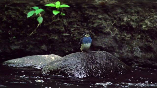 a critically endangered male javan blue-banded kingfisher alcedo euryzona waiting for fish on a rock over small river stream