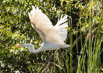 A great egret in flight,  also known as the common egret, large egret, or great white egret or great white heron is a large, widely distributed egret. 