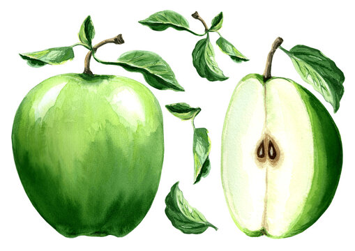 Set of watercolor green apples with half and leaves. Hand drawn illustration on white background for design, holiday invitations and card, 
decorations, making stickers, embroidery and packaging, text