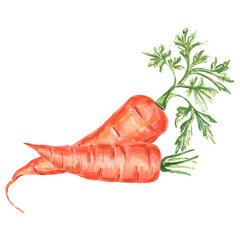 Composition of two carrots with green tops. Hand drawn illustration on  white background 
for design, holiday invitations and card, decorations, making stickers, embroidery and 
packaging.