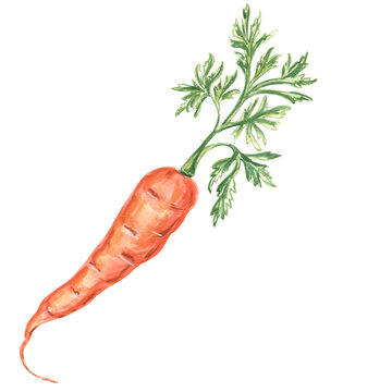Watercolor drawing of carrot with green tops isolated on white background. Hand drawn watercolor illustration PNG for design, fabrics, wrapping paper, wallpaper, 
covers, greeting cards, prints on clo