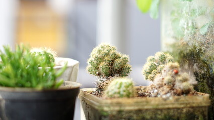 House Plants and Flowers