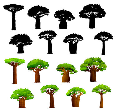 African baobab trees and silhouettes. Vector african savanna baobabs with broad trunks and green leaves. Isolated tropical trees set, drought resistant plants of Africa, Madagascar and Zanzibar