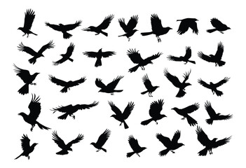 crows  set  ,hand drawn silhouette.