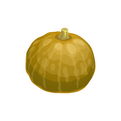 Cartoon raw pumpkin autumn harvest vegetable, vector food, Halloween and Thanksgiving holiday. Ripe green kakai pumpkin, winter squash or gourd, fall veggie of agriculture crop plant with dried stem