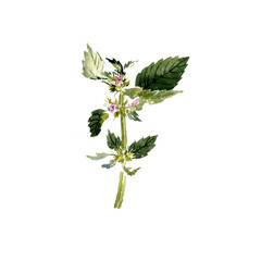 watercolor drawing plant of bifid hemp-nettle with leaves and flowers, Galeopsis bifida isolated at white background, natural element, hand drawn botanical illustration