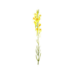 Fototapeta na wymiar watercolor drawing plant of yellow toadflax with leaves and flowers, Linaria vulgaris isolated at white background, natural element, hand drawn botanical illustration