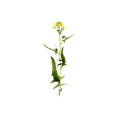 Fototapeta premium watercolor drawing plant of tumbleweed mustard with leaves and flowers, false London-rocket, Sisymbrium loeselii isolated at white background, natural element, hand drawn botanical illustration