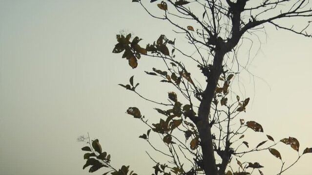 Close up of tree with few leaves, silhouette
